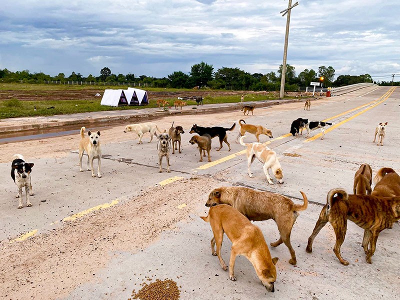 หมาท่ากก