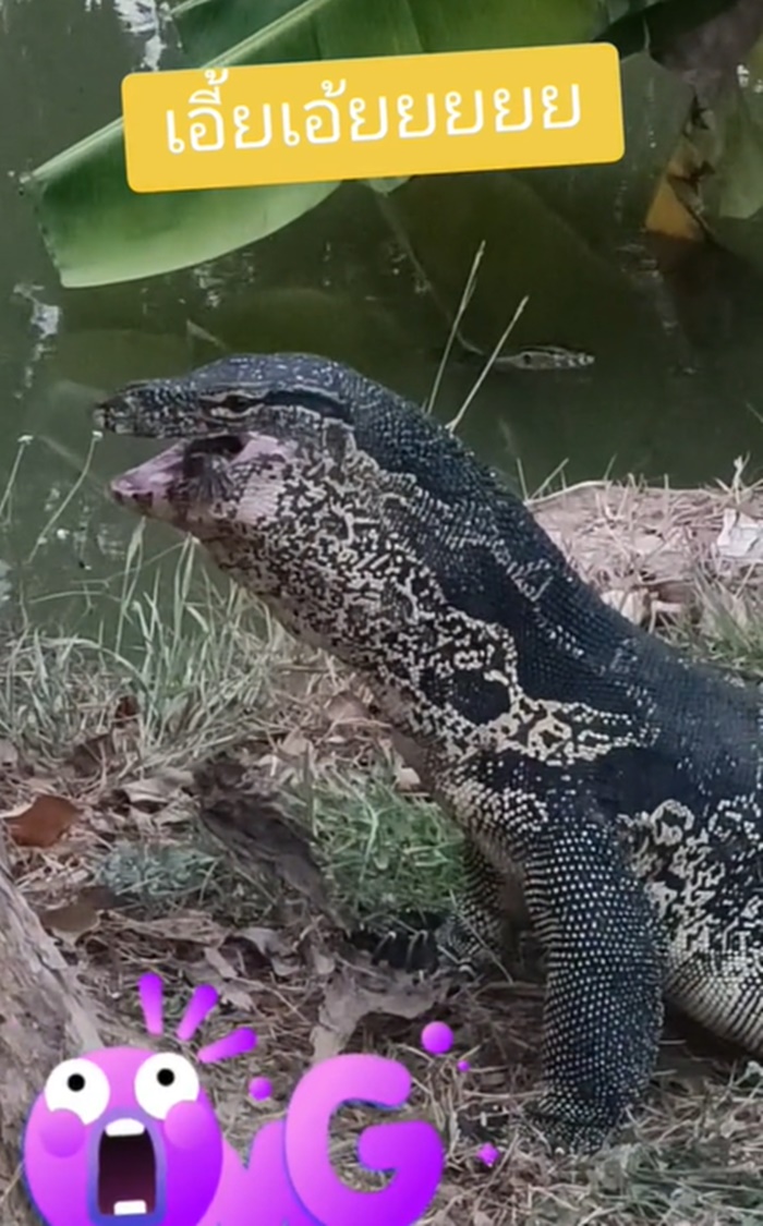 ตัวเงินตัวทอง