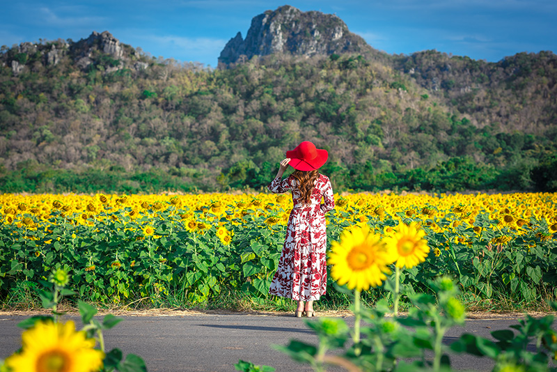 ทุ่งทานตะวัน 2568 ลพบุรี