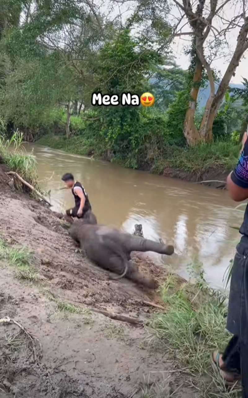 ช้างน้อย