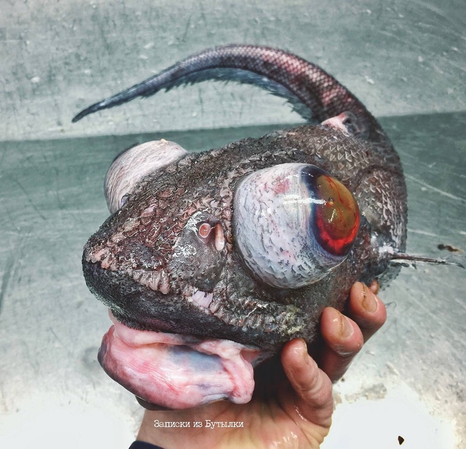 ปลาแปลก