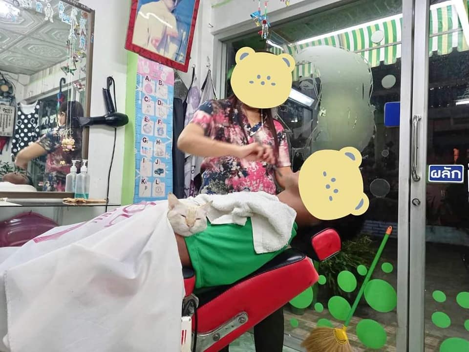 แมวน่ารัก