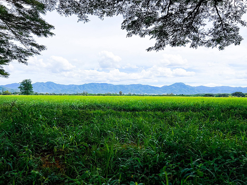 ทุ่งหญ้า 1,500 ไร่ กุยบุรี