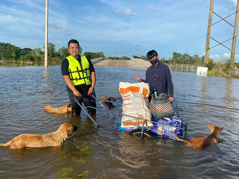 หมาท่ากก