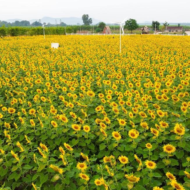 ทุ่งทานตะวัน กาญจนบุรี