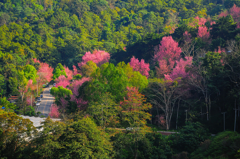 ดอกนางพญาเสือโคร่ง