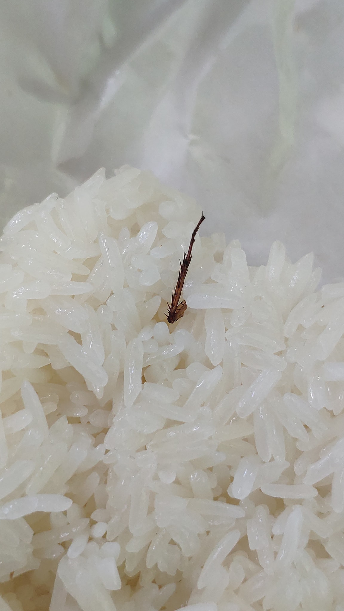 แมลงสาบ