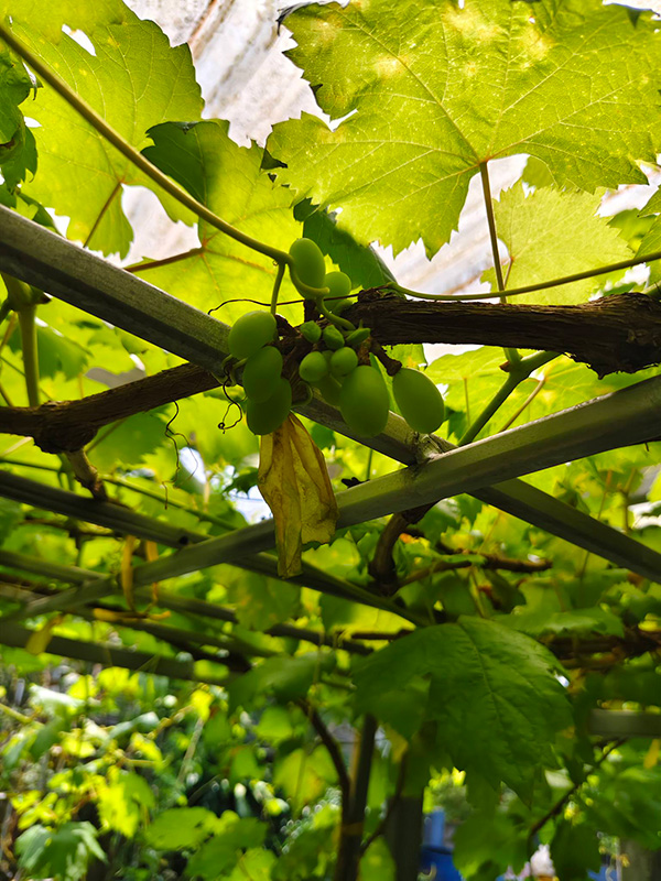 สวนผลไม้จันทบุรี 2569 ธรรมรัตน์ เวลเนส การ์เด้น