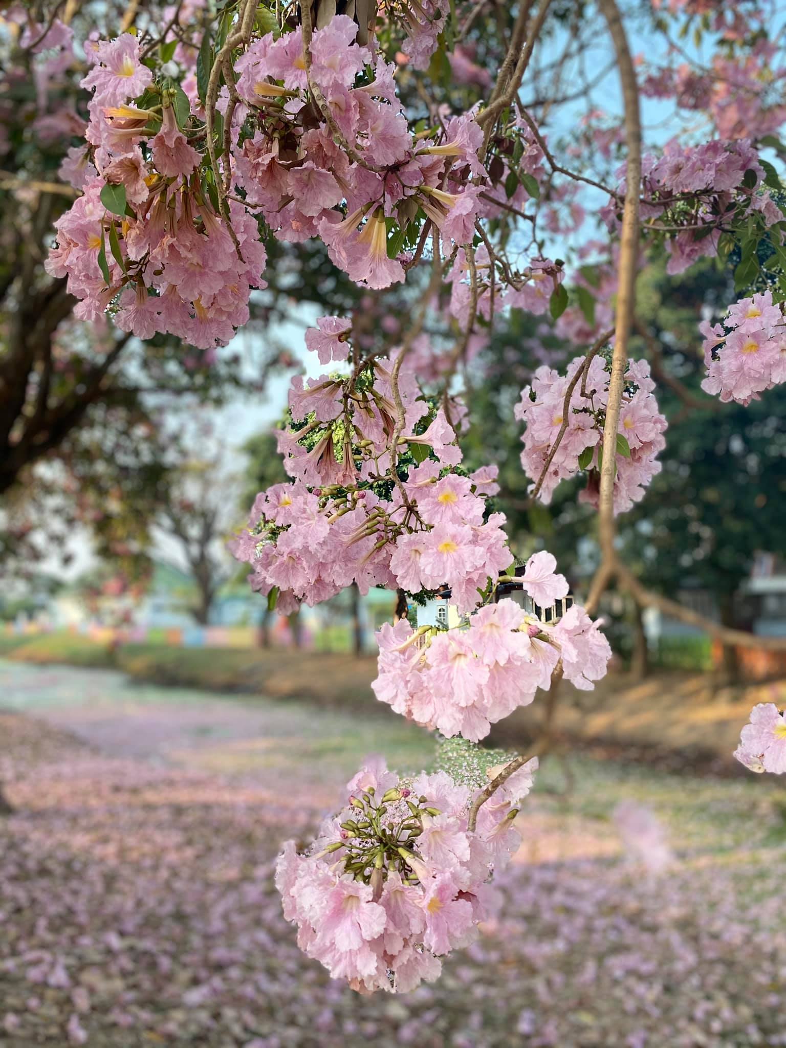 ชมพูพันธุ์ทิพย์ 2564 กำแพงแสน