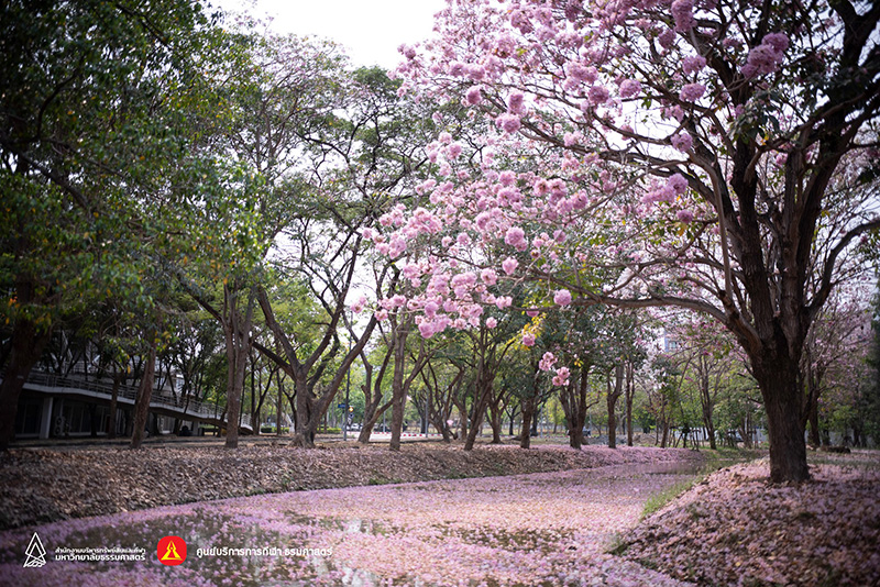 ชมพูพันธุ์ทิพย์ 2565