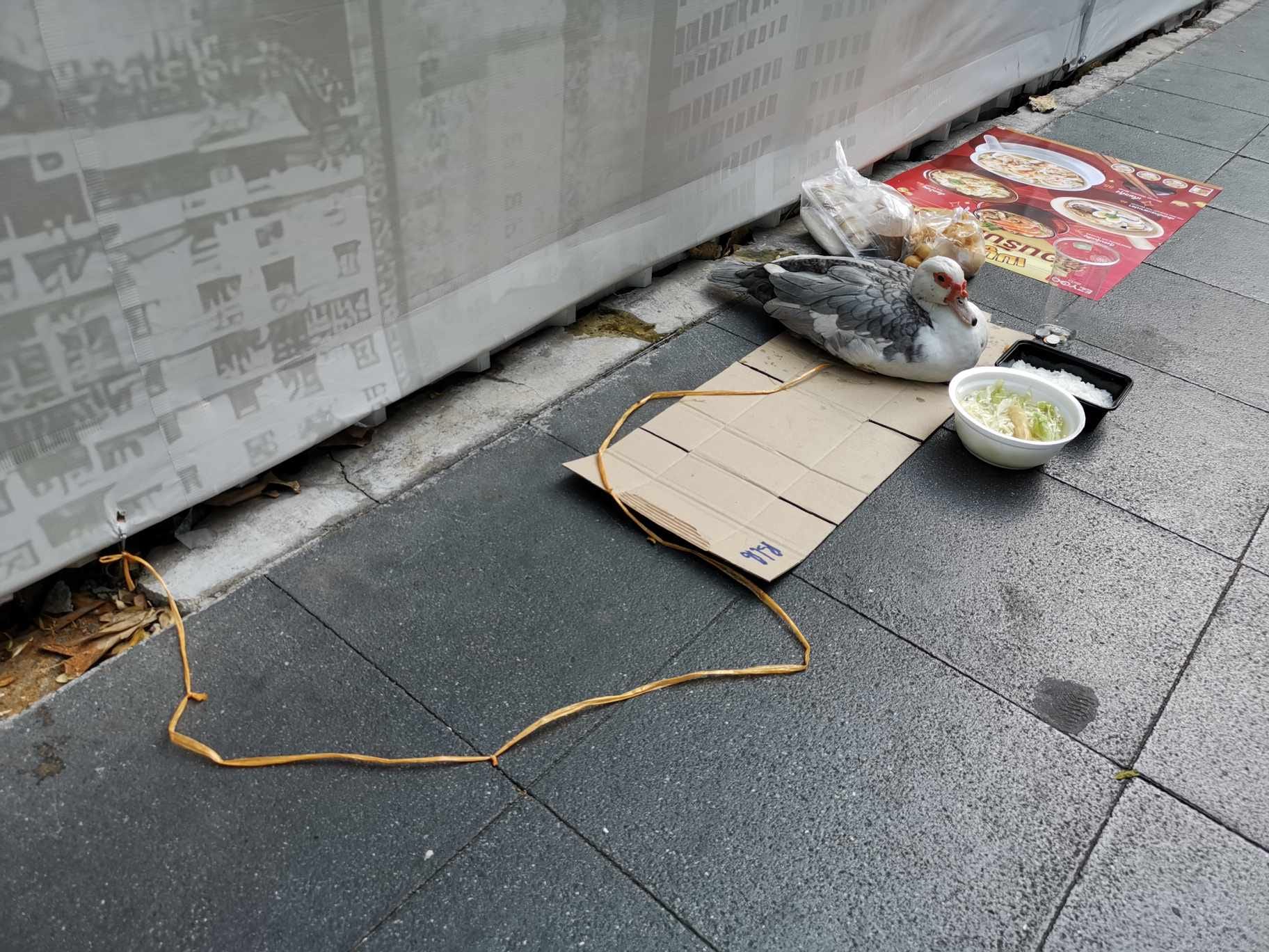 เป็ดขอทาน