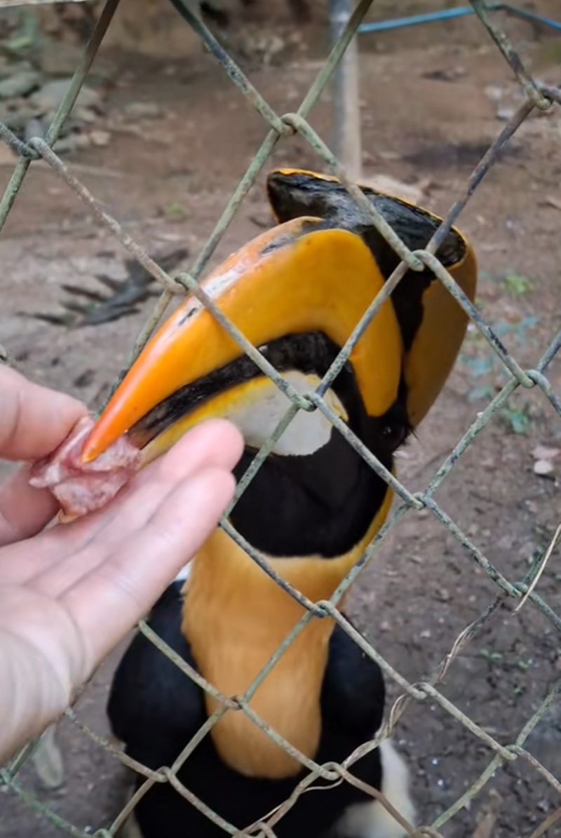 นกเงือก