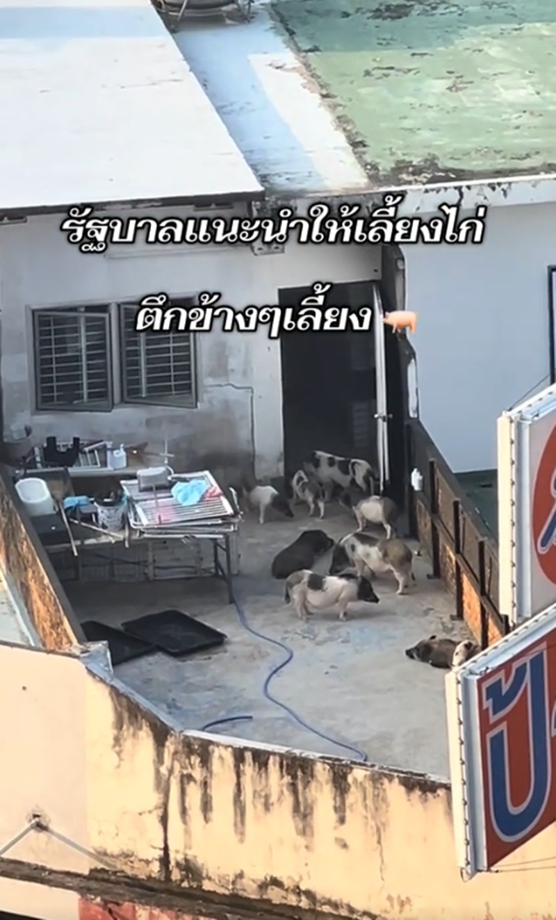 เลี้ยงหมู