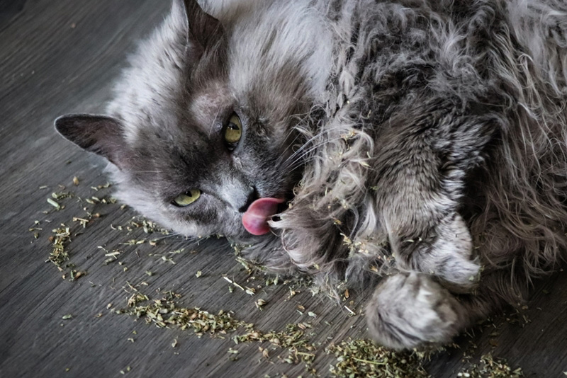 Catnip สรรพคุณ