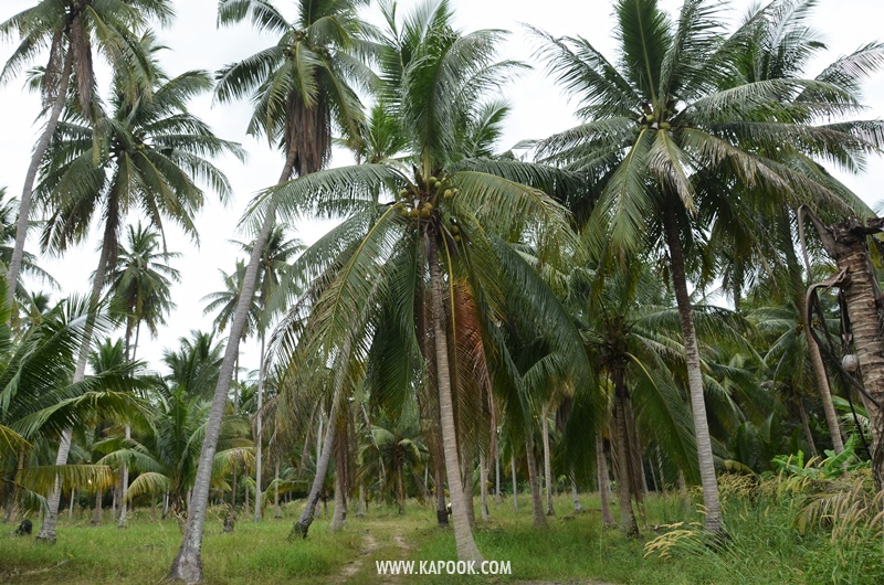 เที่ยวพัทยาเส้นทางใหม่ชุมชนวิถีเกษตรและวัฒนธรรม