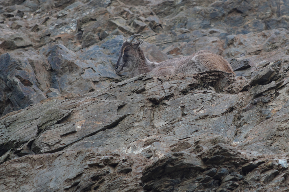 สัตว์นักพรางตัว