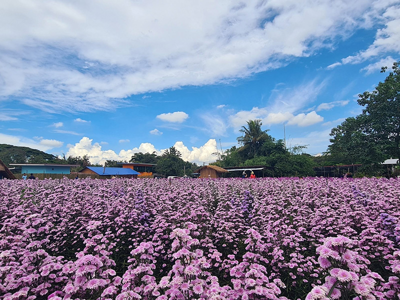 ไร่กลิ่นเกสร เชียงใหม่