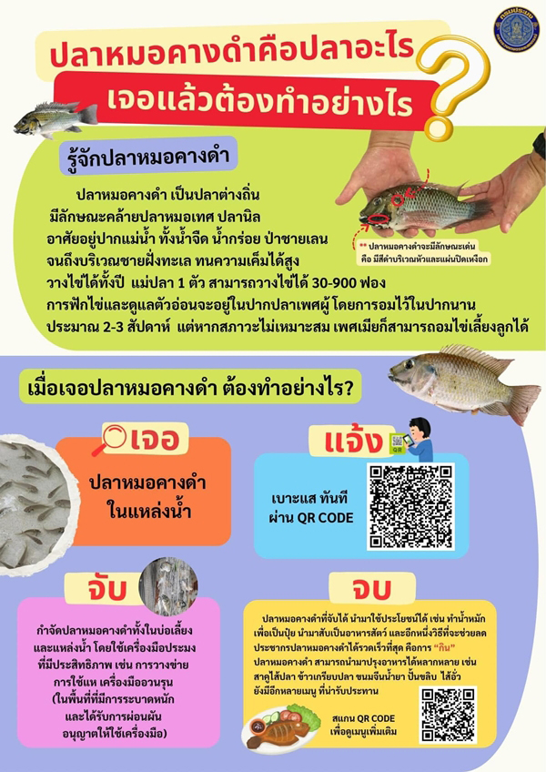 เจอปลาหมอคางดํา ทำอย่างไร