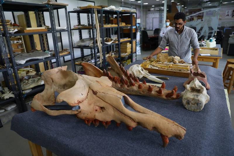 ฟอสซิลวาฬ 4 ขา