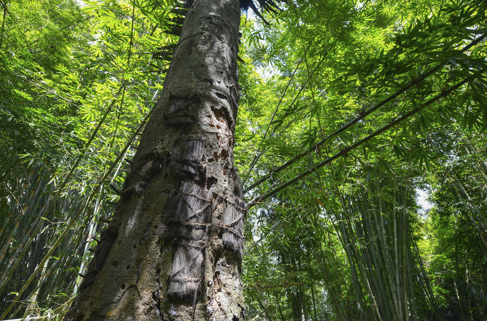 สุสานคัมบิรา