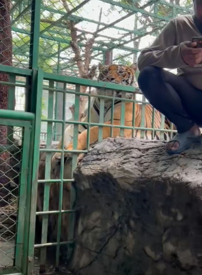 ฉีดยาเสือ