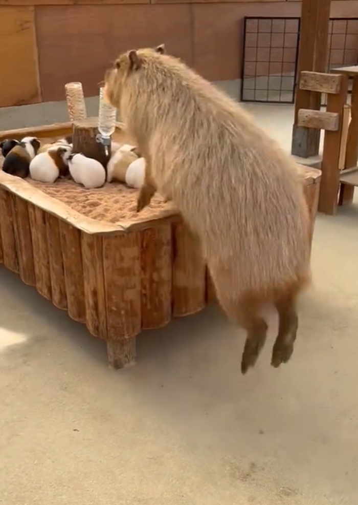 คาปิบารา