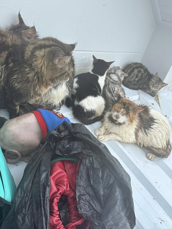 เจ้าของติดบนหลังคา พร้อมหมา-แมว กว่า 20 ชีวิต คนห่วงหลังเงียบหาย