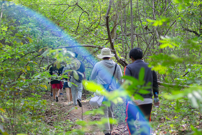 ผาแดงภูสิงห์ เส้นทางเดินป่า