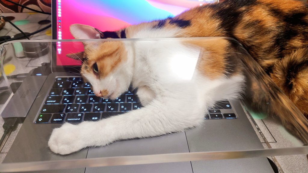 แมวนอน