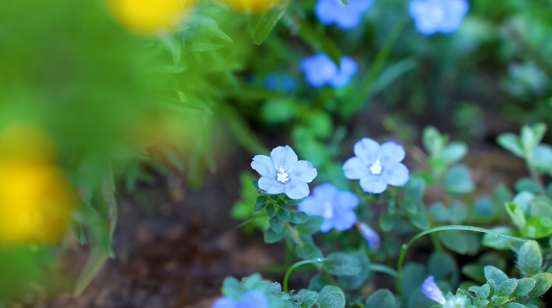ฟ้าประดิษฐ์(Verbena)