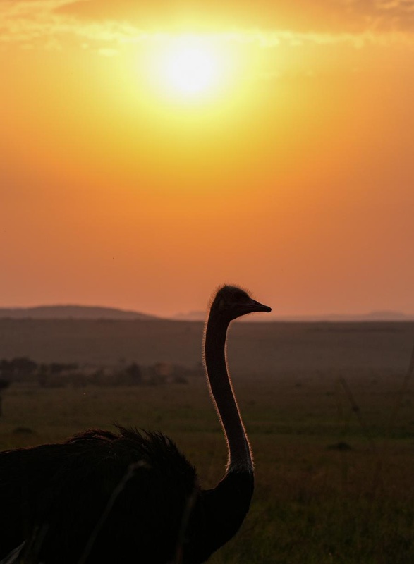 สัตว์ป่าในเขตอนุรักษ์ มาไซ มารา ประเทศเคนยา