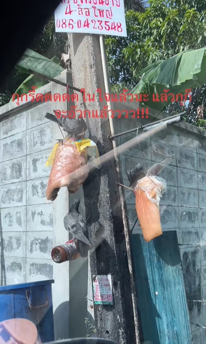 หมูตากแดด