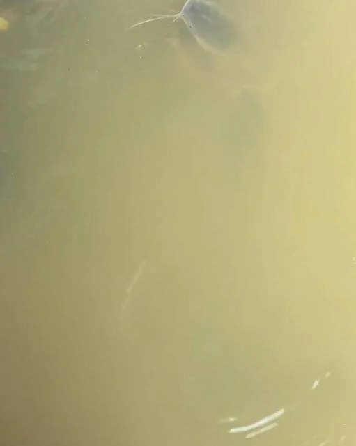 ปล่อยปลาไหล