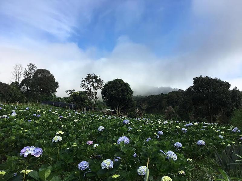 ทุ่งดอกไฮเดรนเยีย