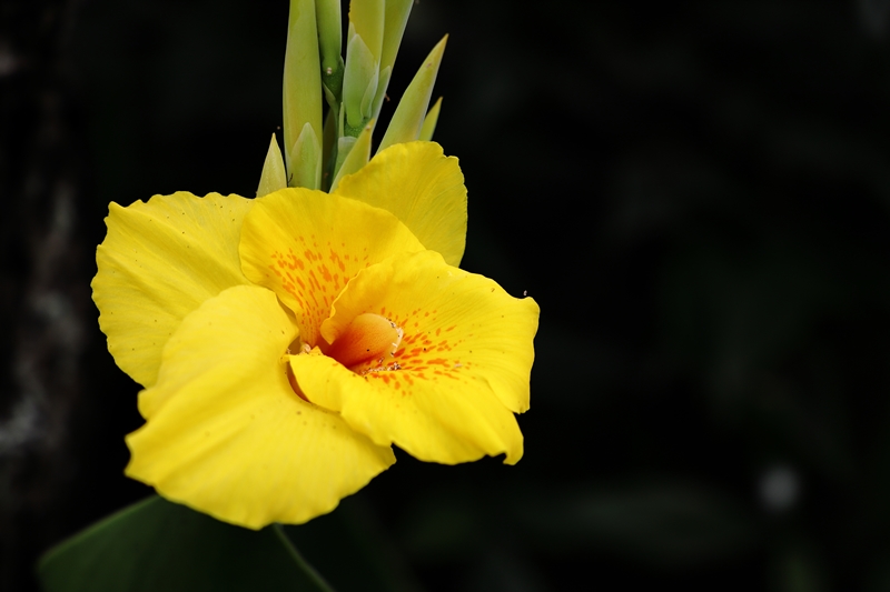 พุทธรักษา Carol’s Yellow