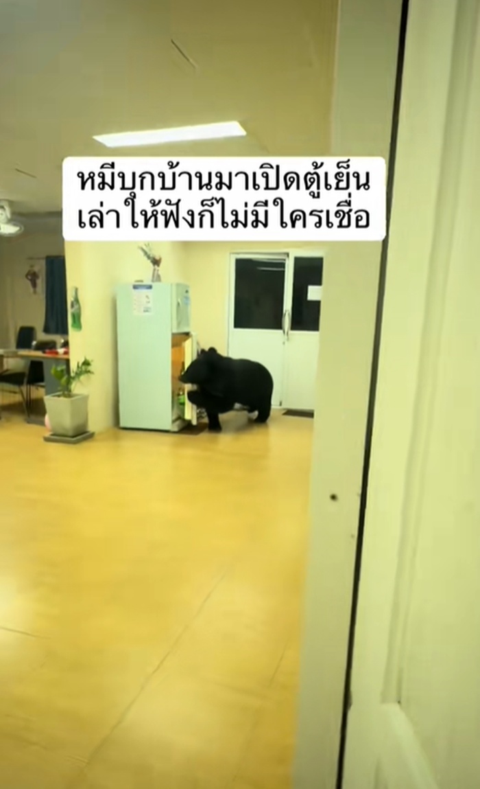 หมีควาย