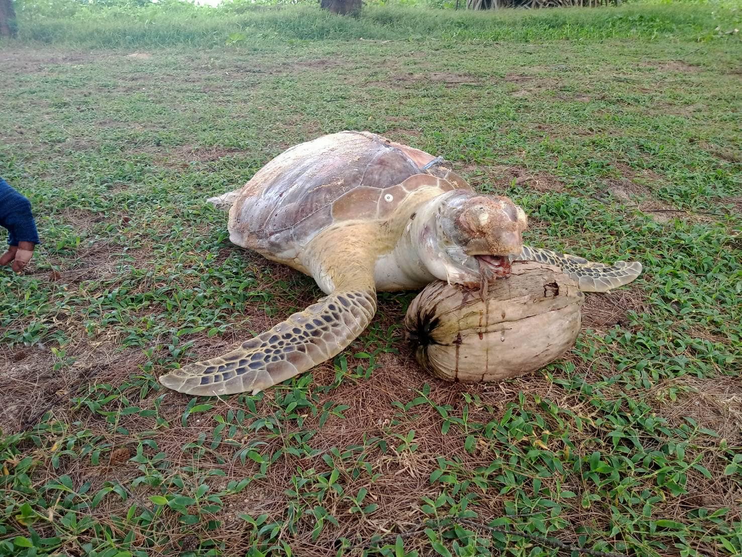 เต่าทะเล