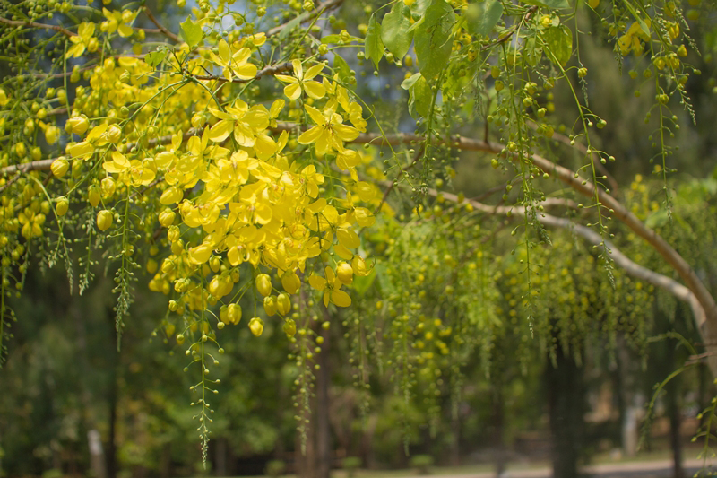 ราชพฤกษ์