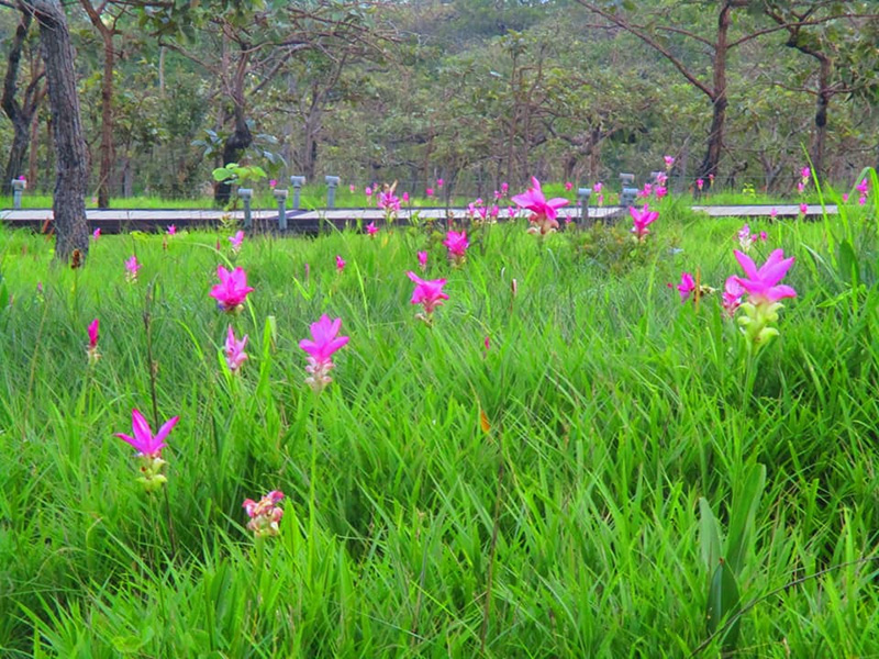 ทุ่งดอกกระเจียว 2564