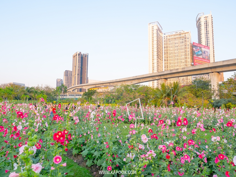 ทุ่งดอกฮอลลี่ฮ็อค สวนจตุจักร