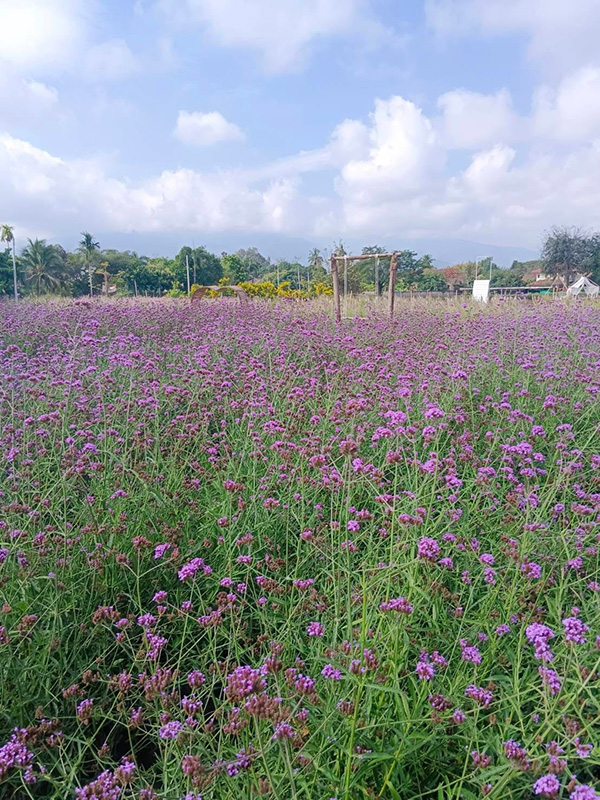 สวนลุงรน สวนดอกไม้เชียงใหม่