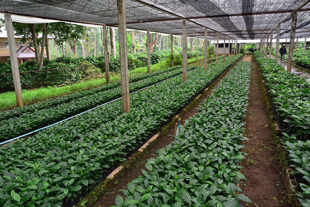 ปตท. โครงการหลวงเลอตอ