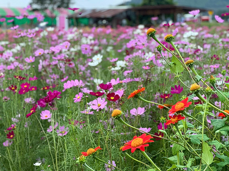 ทุ่งดอกปอเทืองไร่ธรรมชัย 2568 ตากฟ้า นครสวรรค์