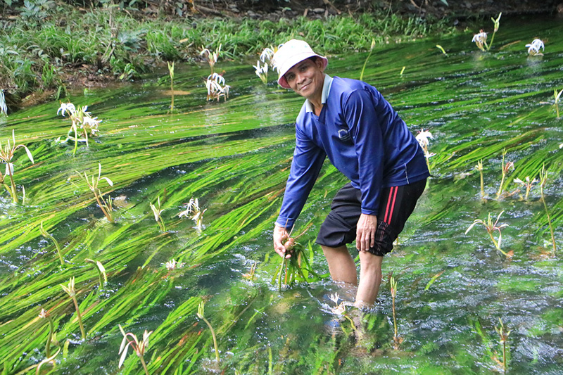 พลับพลึงธาร ราชินีแห่งสายน้ำ พังงา