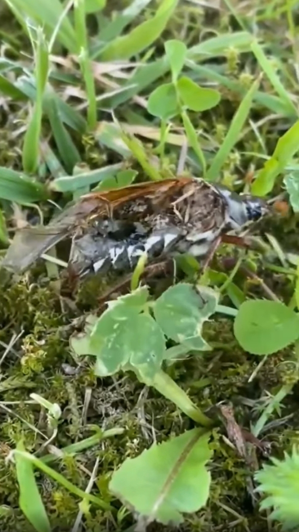 แมลงซอมบี้