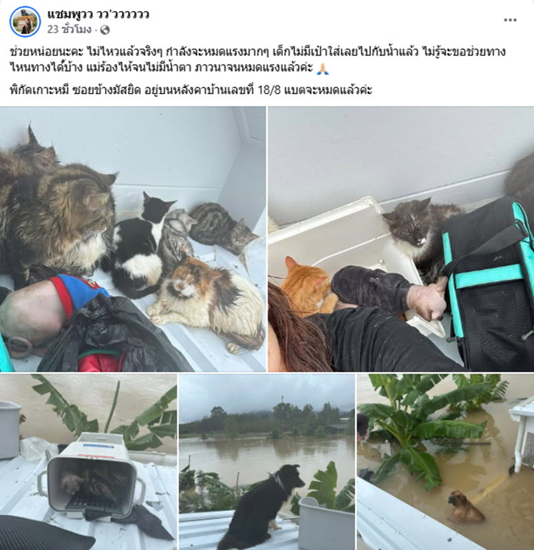 เจ้าของติดบนหลังคา พร้อมหมา-แมว กว่า 20 ชีวิต คนห่วงหลังเงียบหาย