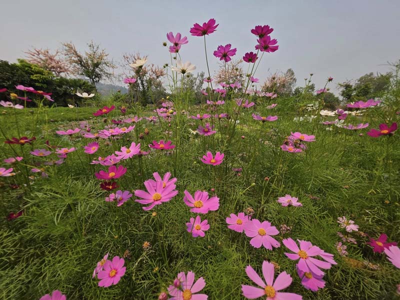 บ้านไร่สะบายดี