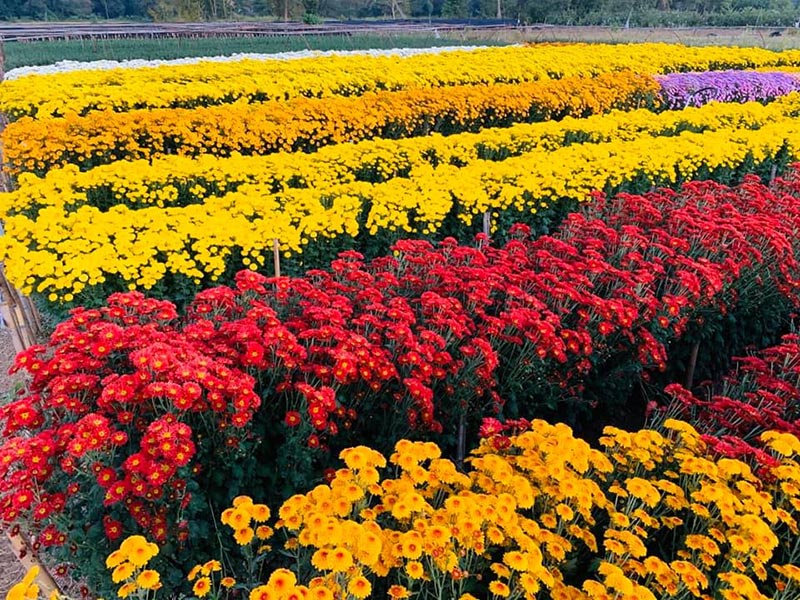 สวนดอกไม้พ่อหลวงชัชร์ เชียงใหม่