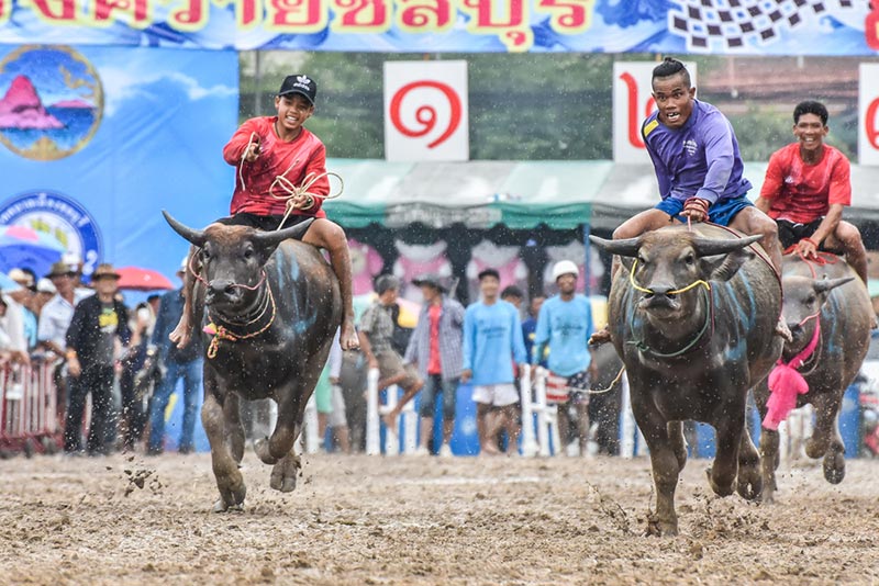 ประเพณีวิ่งควาย 2562