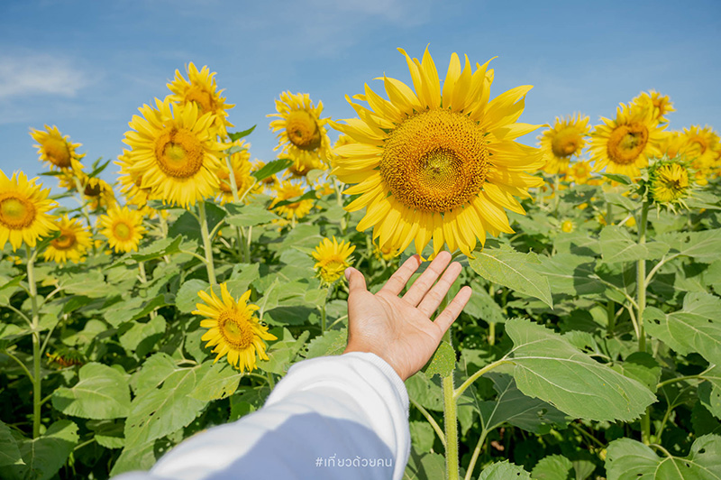ทุ่งทานตะวัน ลพบุรี